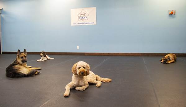 dogs sitting nicely in training room